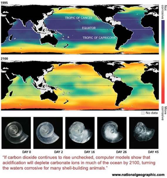 5. Ocean Acidification 10.1126/science.