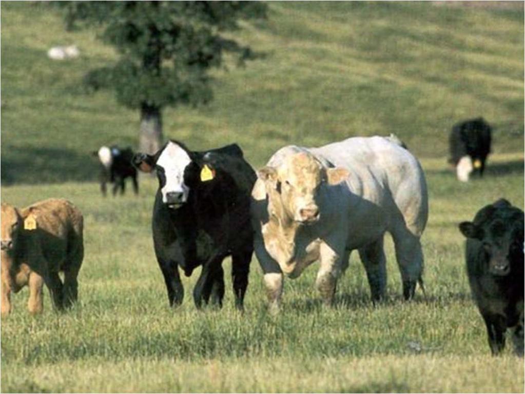 Cattle Outlook and Strategies February 2018 Brenda L.