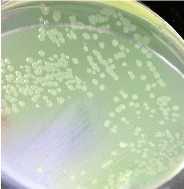 Test Microorganism Information The test microorganism(s) selected for this test: Pseudomonas aeruginosa 9027 This bacteria is a Gram-negative, rod-shaped microorganism with a single flagellum.