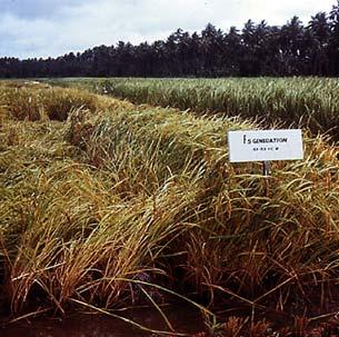 Lodging susceptible and resistant rice However, the green revolution was not a simple substitution of improved new cultivars but rather the imposition of a new technological system that involved
