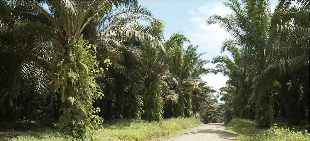 The AD Group imported 74% of all European palm oil.
