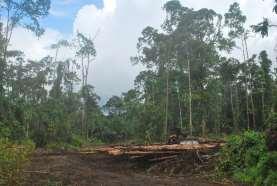 Origins of No Deforestation Consumer and