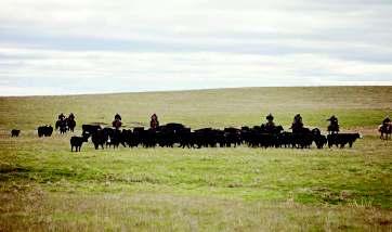 North Dakota State Beef Average Summary Historical Data: Average Beef Net Returns from Farm & Ranch Management Programs for the last 15 years. $250.00 $200.00 $150.00 $100.00 $50.00 $- $(50.