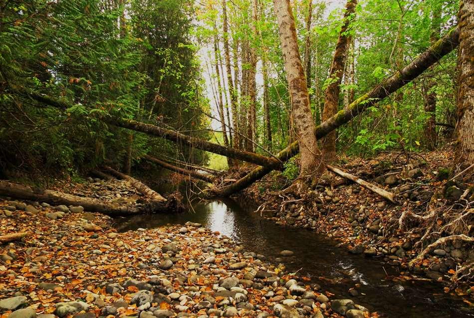 Wood Supports Stream Processes Milo McIver, Oregon Channel complexity Development of
