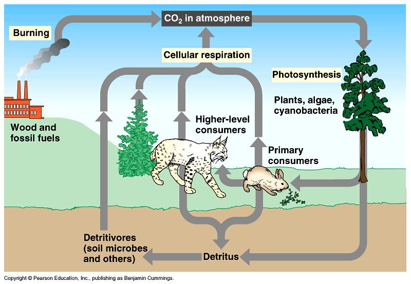 b. Biogeochemical Cycles: recycle the elements needed by living organisms Carbon cycle: Takes out the atmosphere and converts it into sugar in the process of.