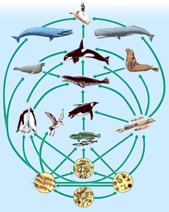 Humans Blue whale Sperm whale Crabeater seal Killer whale Elephant seal Adelie penguin Leopard seal