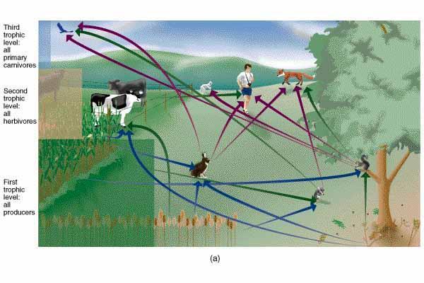 Food webs: complexes of feeding relationships A food web refers to