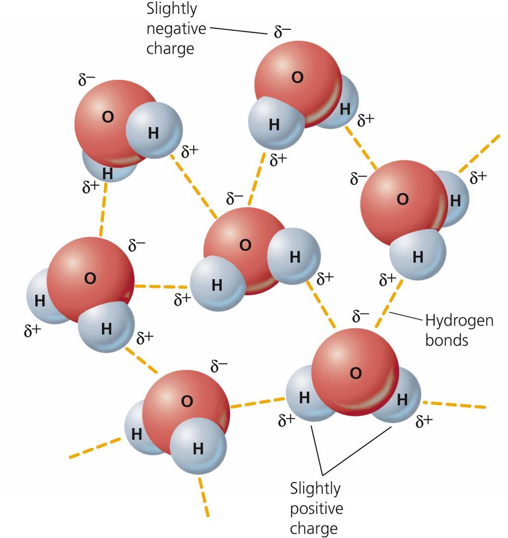 Hydrogen Bonds in