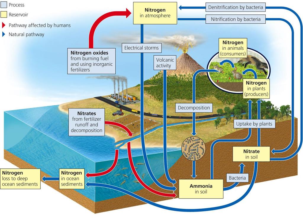 Nitrogen Cycle in a Terrestrial Ecosystem