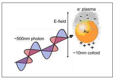latter) Light at certain λ causes conduction electrons oscillate around the nanoparticles LSPR is similar to SPR but it is localized refers to the frequency at which plasmons oscillate