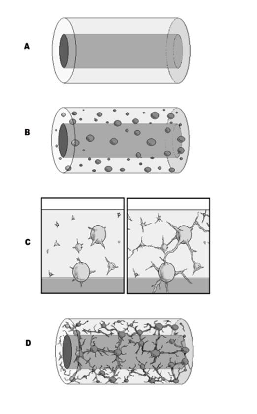 32 Figure 4. TEBV Construction. (A) A pre-polymerized fibrin hydrogel containing SMCs (not shown) are poured around a mandrel. B) EC aggregates polymerized within the hydrogel.