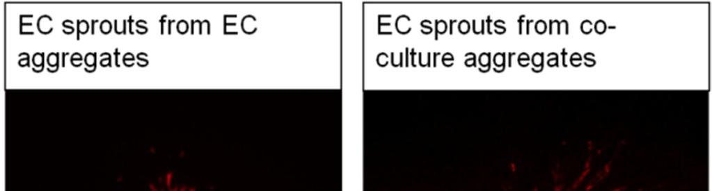 57 In the direct contact co-culture model, ECs that were co-cultured with SMCs demonstrated increased ALS compared to ECs that were cultured alone at all time points (Figures 21 and 22).