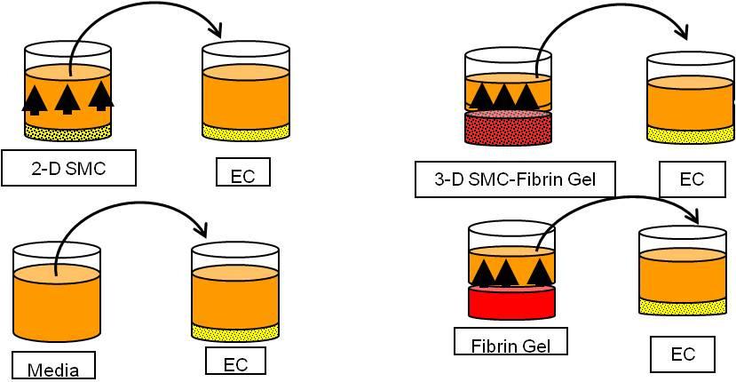 70 Figure 25. Schematic depiction of conditioned media collection utilized as a stimulant for EC proliferation, migration, angiogenesis and signaling. (Left) 2-D SMC-conditioned media.