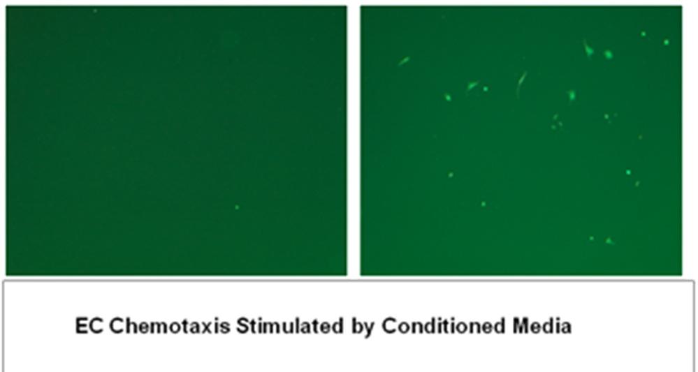 75 Proliferation Assay Media conditioned by SMCs in either 2-D culture or in 3-D fibrin culture was used to stimulate quiescent ECs cultured in a monolayer on 96 well plates (Figure 27).