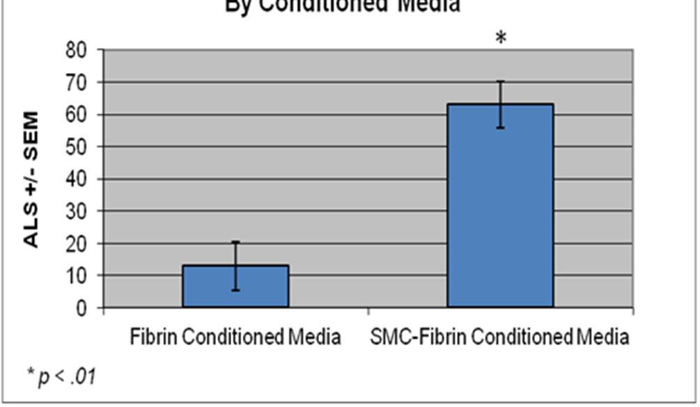 1 +/- 182% vs. 100.0 +/- 12.6%; p=0.02) and 3.2X greater than controls in ECs stimulated with 3-D SMC-Fibrin-conditioned media (324.2 +/- 60.8% vs. 100.0 +/- 17.0%; p=.02). pakt/total Akt levels in ECs stimulated by 2-D SMC-conditioned media was significantly less than controls (100.