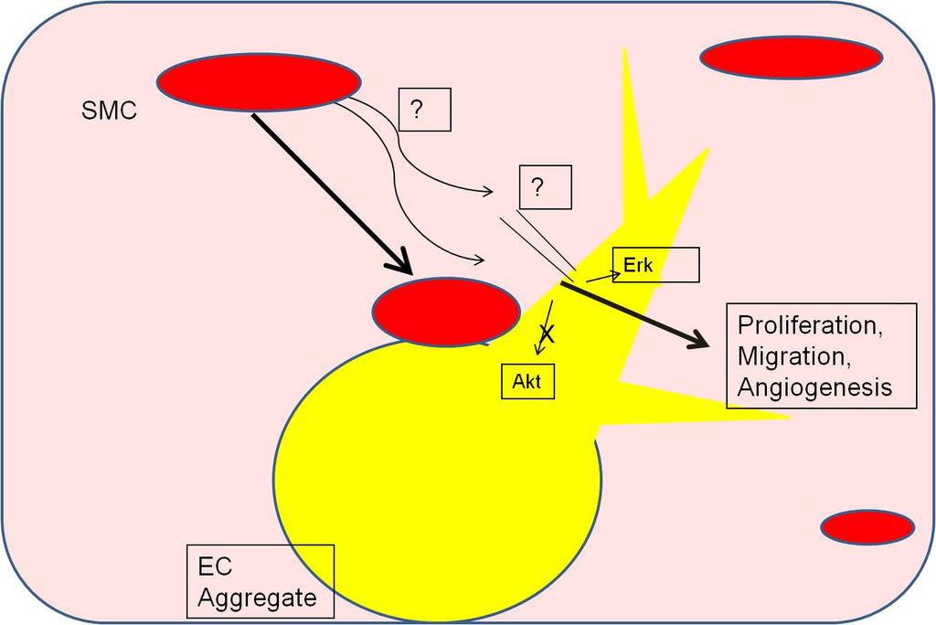 83 early in angiogenesis which destabilize the endothelium, and thus promote a more synthetic and dynamic EC phenotype required for initial capillary formation.