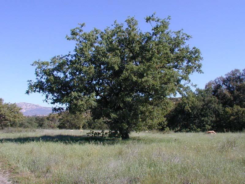 Native trees size & location 13 species of Native trees protected by the TPO including:! Arroyo Willow! Black Cottonwood! California Alder!