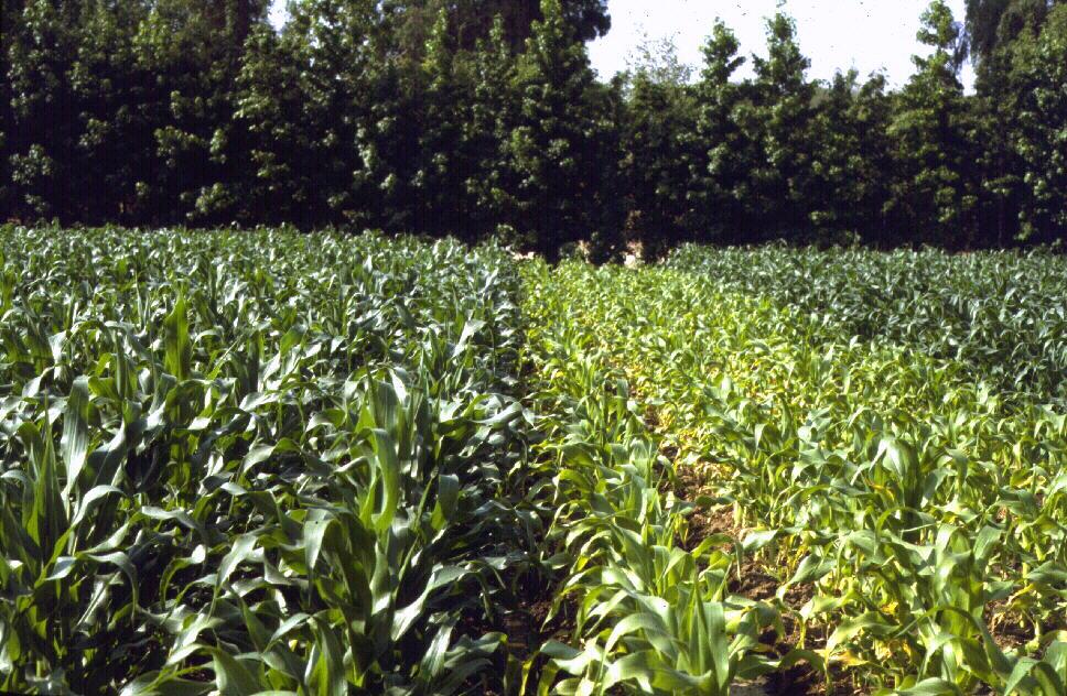 Nitrogen Fertilizer Plays a Vital Role in Civilization Without the use of N fertilizers, we could not secure enough food for the prevailing diets of
