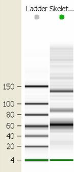 1 RNA 6000Nano Size range: 25-6000nt RNA