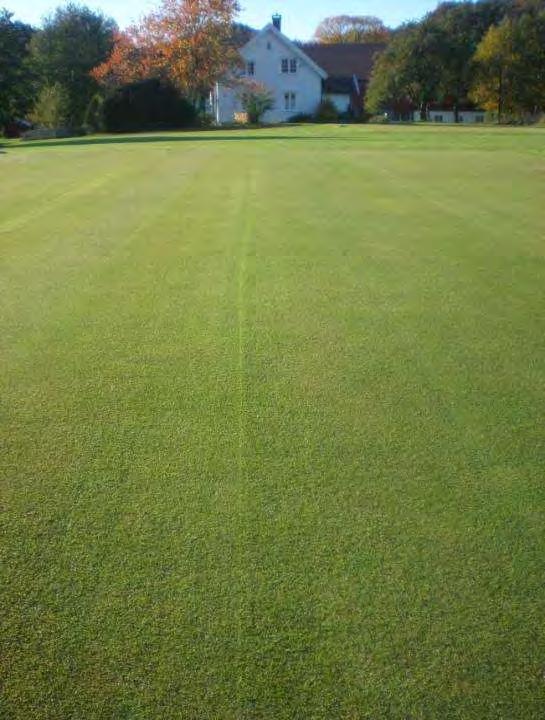 Tolerance to low mowing?