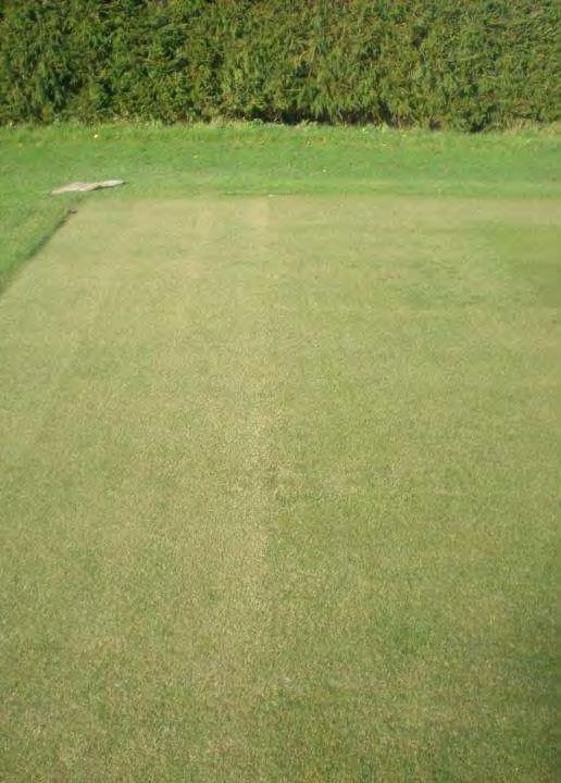 positioned higher on fescue plants Stronger effect of