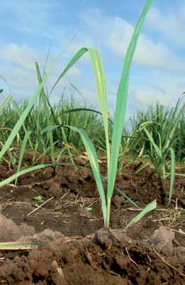 affected by drought (page 3) as well as information on the various growth stages of the sugarcane