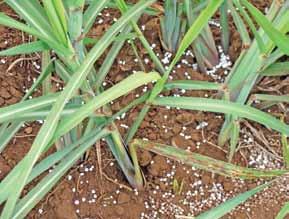 Recent registration of new insecticides for use in eldana control in sugarcane has highlighted the importance of having a suite of remedies with differing modes of action in our pest management