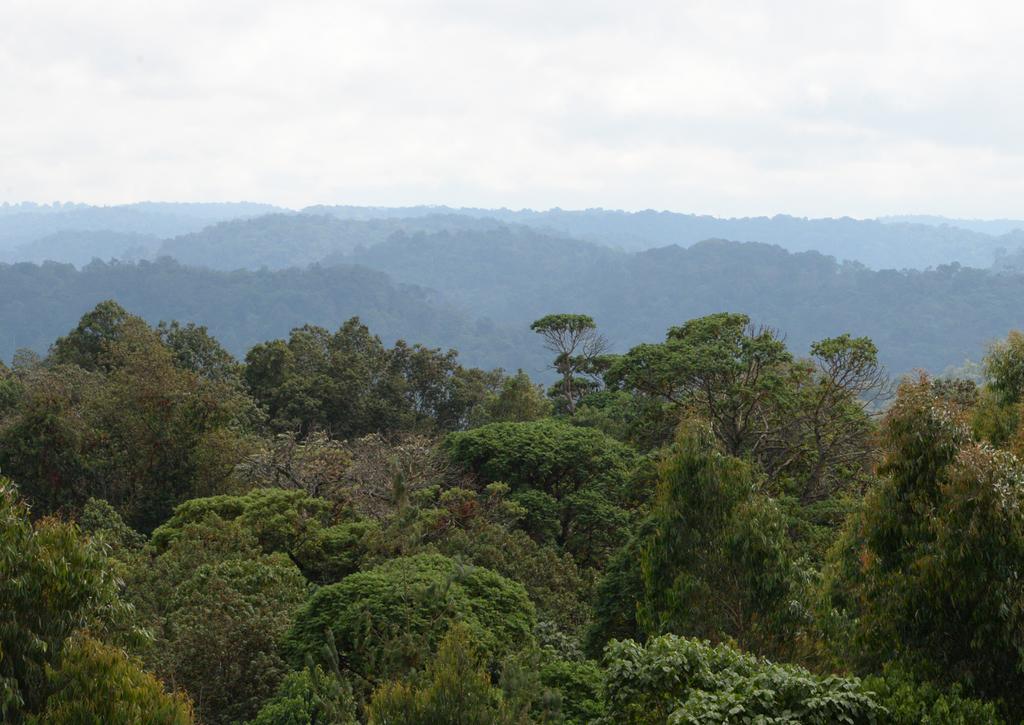 KENYA FOREST