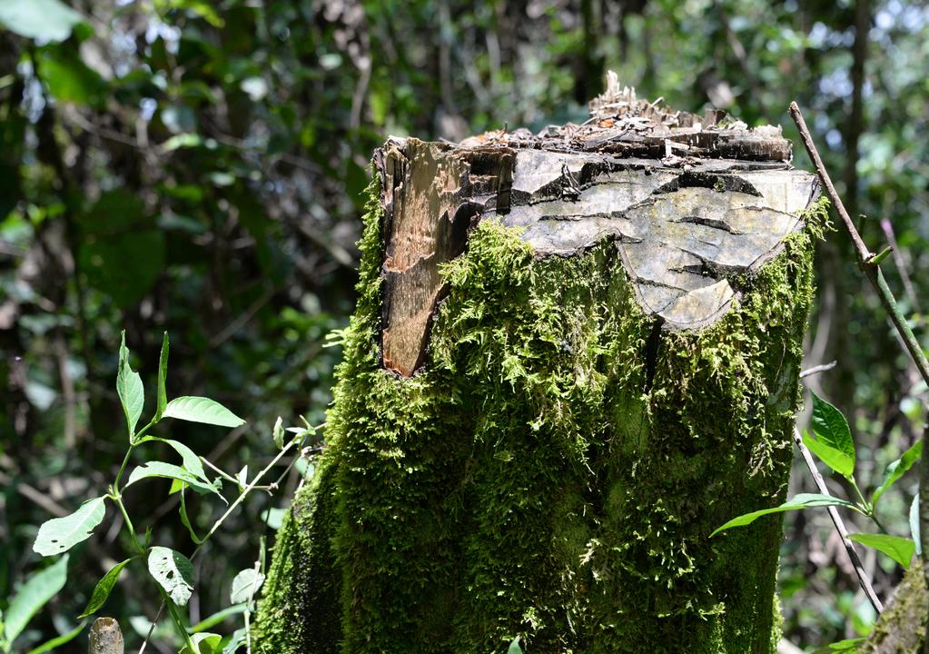 WWF - Kenya An estimated 60% of natural habitats in the Eastern Africa Coastal Forests Ecoregion have been lost due to an increasing demand for wood-fuel by