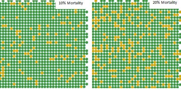 Figure 7: Visual effect of six different mortality levels on a 1 hectare (1,000 stems) block of pine (mortality randomly generated by GIS) The ability to shift value from one tree to