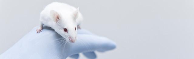 6OECD Progress in the area of endocrine disrupters Regular updates to include best science Alternatives to animal testing for endocrine disrupters Every year, new projects are proposed to develop