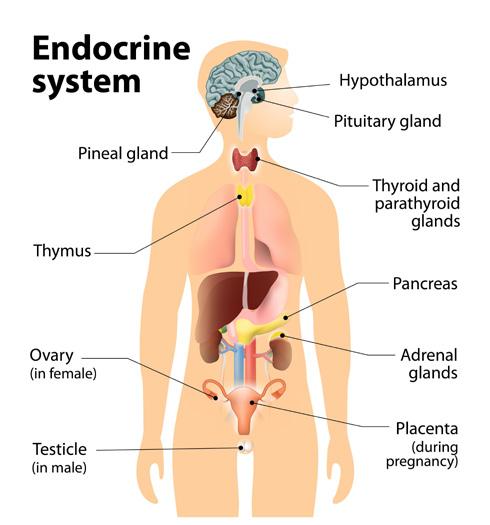 How do endocrine disrupters work?
