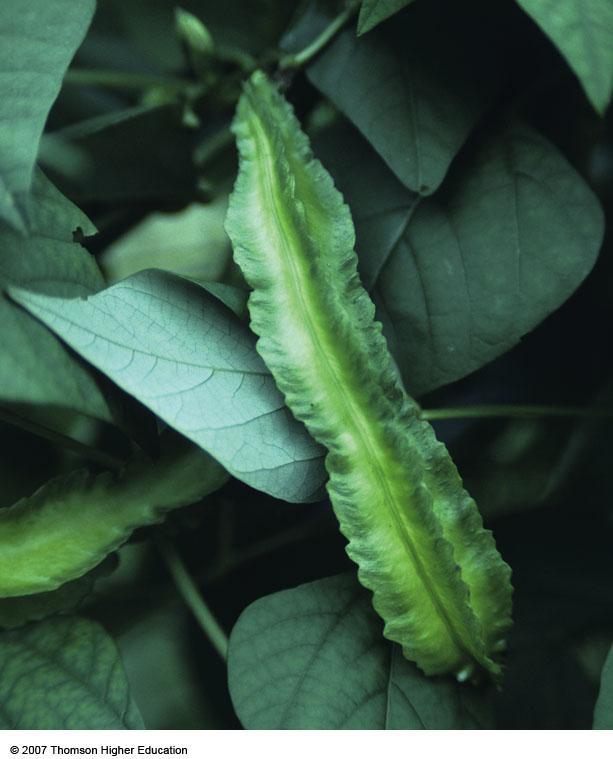 THE GENE REVOLUTION The winged bean, a GMF, could be grown to help reduce
