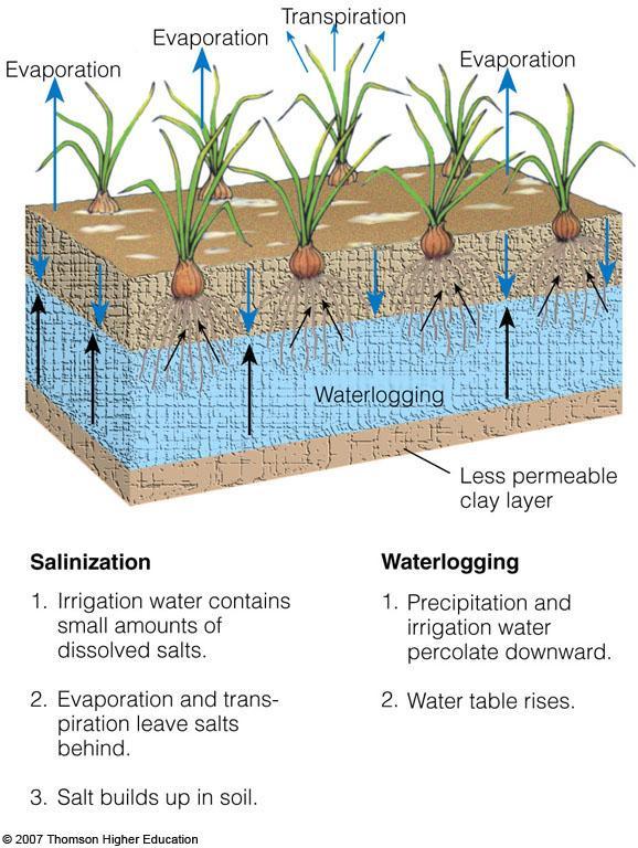 Salinization and Waterlogging Repeated irrigation can reduce crop yields by