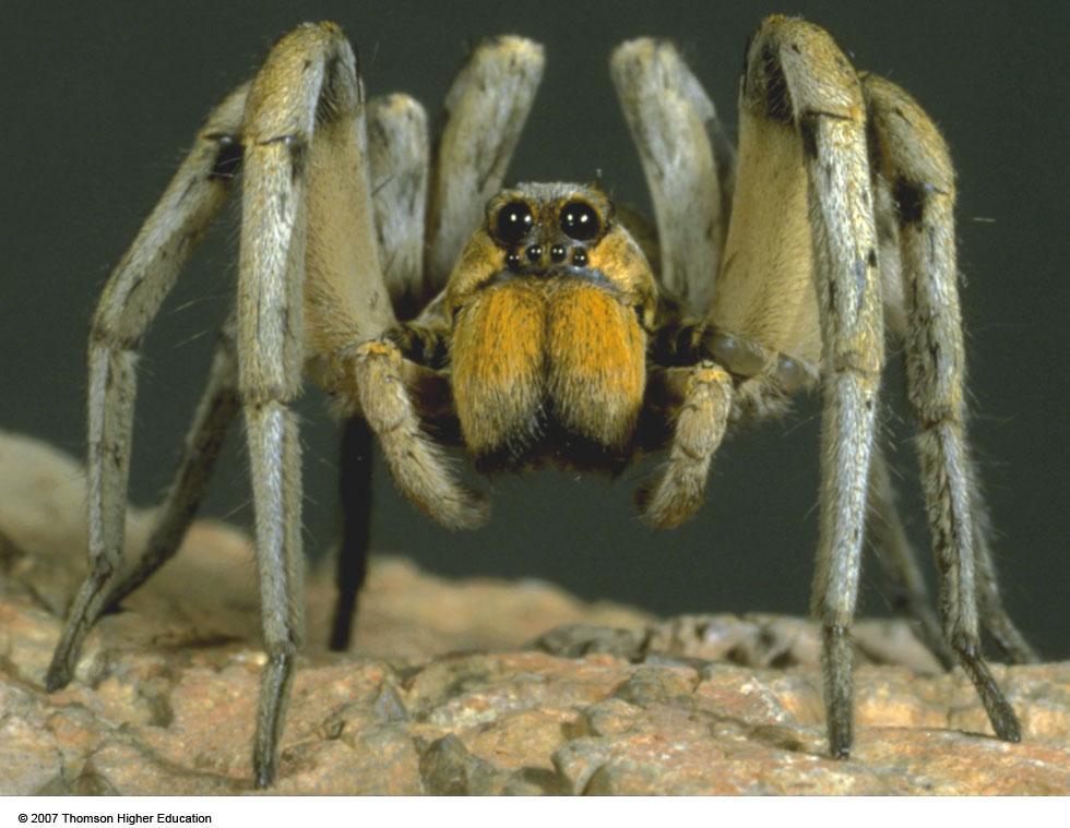 PROTECTING FOOD RESOURCES: PEST MANAGEMENT Organisms found in nature (such as spiders) control