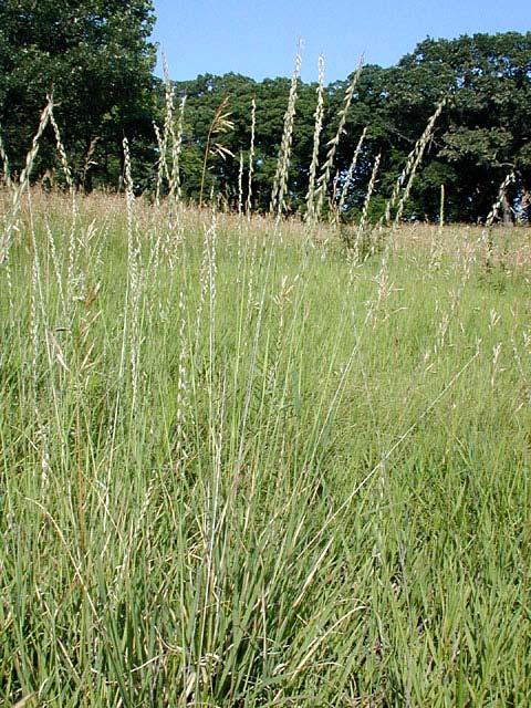 Consider your forage base Bahiagrass, kleingrass, WW-Dahl OWB, others where adapted Persistent under low-input management Transition to native