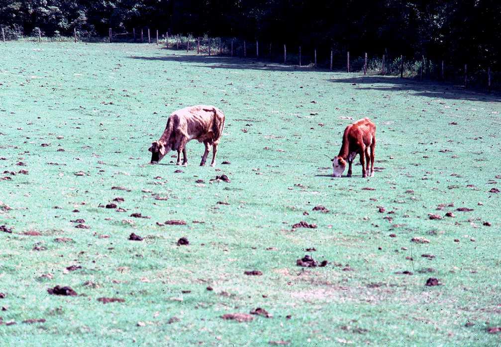After the Drought Apply fertilizer based on soil test recommendations for Minimum Recommendation. Drought-stressed forage should be treated as newly established until recovery in complete.