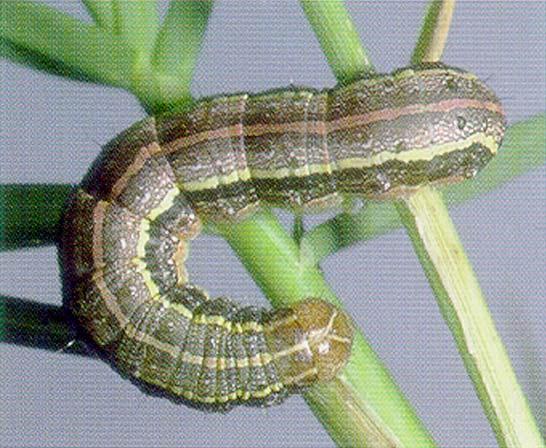 Costs to Control Fall Armyworms Grizzly @ 2 3 oz/acre = ~$3.13 - $4.70/ac Pyrethroid No grazing restriction, 7-day haying restriction Intrepid @ 4 8 oz/ac = ~$7 - $14/acre Malathion + Sevin XLR = ~$2.