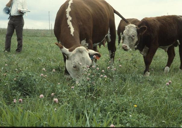 What we ll be covering: Introduction Definitions Know your forage options Existing stands Soil
