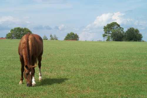 Forage quality Affects: Palatability, and thus amounts consumed