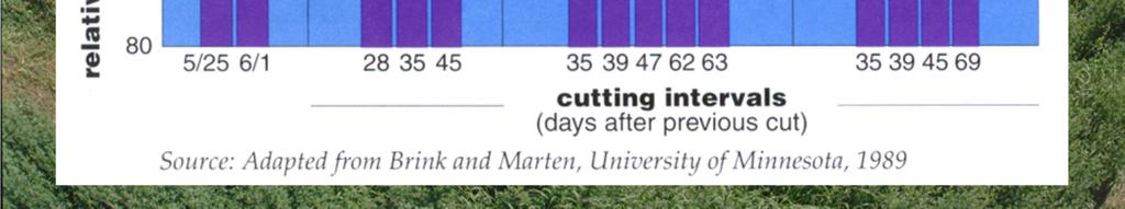 The third harvest had an interval of 47 days before showing a decline in RFV. 4. The fourth harvest was in the fall. Yield was not affected by a longer interval.