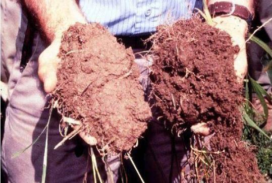 Amending low fertility and low organic-matter farmland soils with compost will sustain crop yields as well as provide
