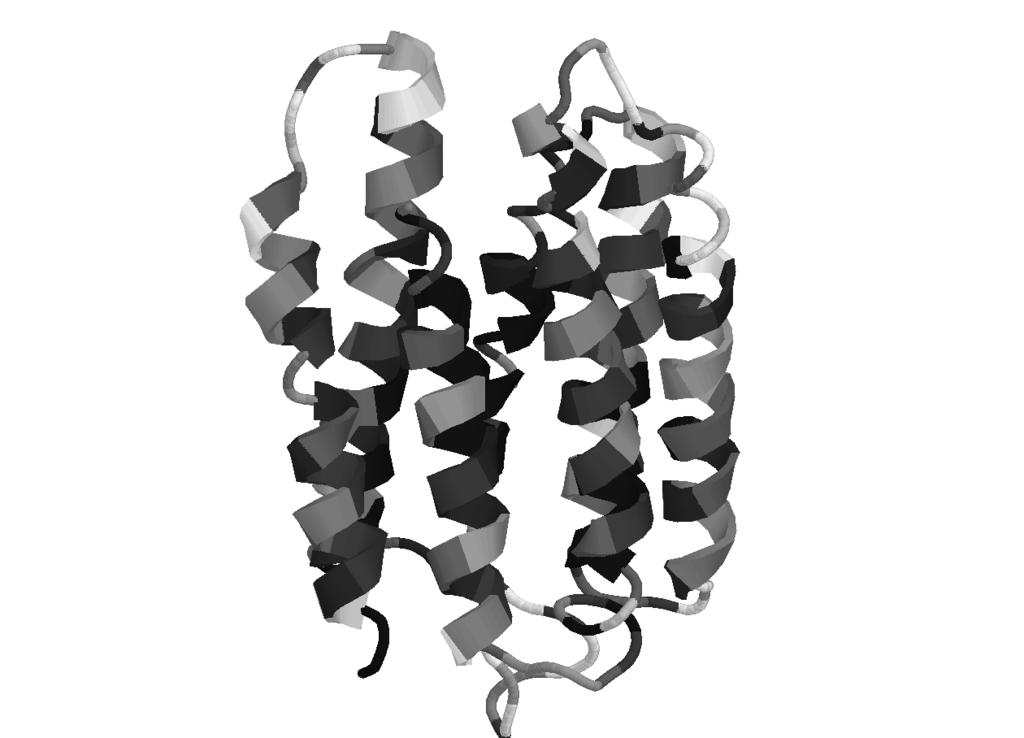Protein Folding Proteins fold into complex 3 dimensional patterns. The amino acid sequence of a protein determines this pattern.