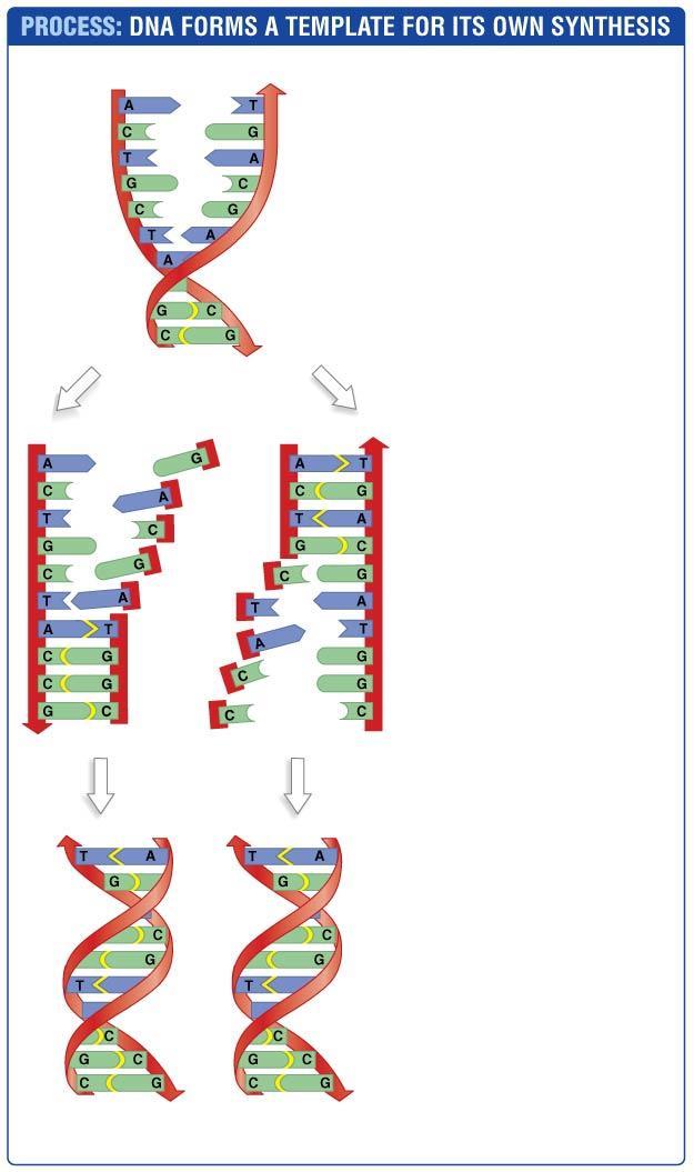 DNA replication requires two steps: 1. Strand separation 1. Separation of the double helix 2. Hydrogen bonding of deoxyribonucleotides with complementary bases 2.