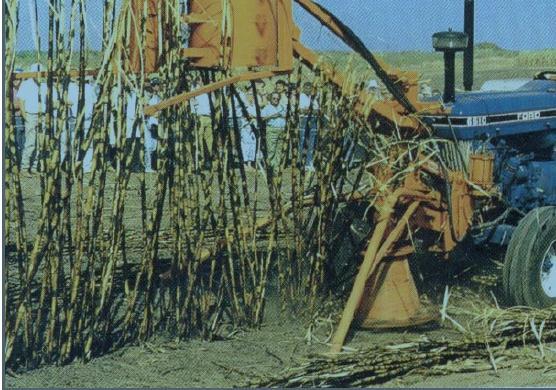 The main problems to be overcome with a green cane harvesting system related to vision, especially setting and seeing obstacles in the path of the base-cutter; row-following in lodged cane.