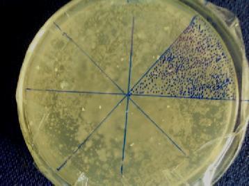 When Staphylococcus aureus was added in nutrient broth medium and incubated for 24 hours with OD was taken as 1.46 with 2.
