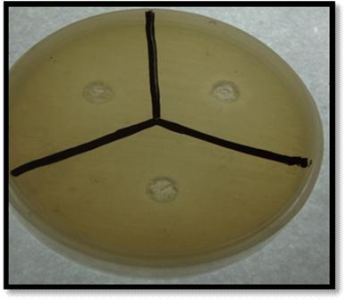 was added to respective wells in plates. These plates were incubated without inverting at 37ºC for 24 hours in triplicate.