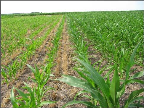 Cover Crops and Soil Moisture Cover crop X crop X environment X management interactions matter: Sometimes worse off with cover crops Cover crops use soil moisture, which is good in wet years and