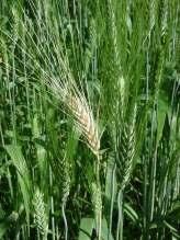 Wheat Stem Maggot Hosts: Wheat, rye, barley, grass weeds (quackgrass, wheat