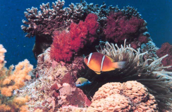 Coral Reefs: More than Beautiful Jennifer Miselis